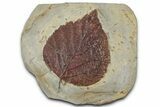 Paleocene Fossil Leaf (Davidia) - Montana #356518-1